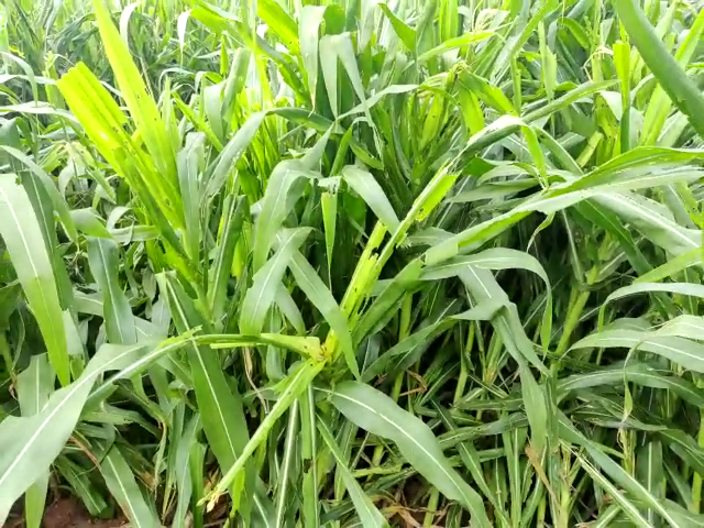 vlcsnap 2020 06 04 13h36m41s35