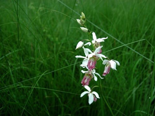 23452 1A plant at its habitat with bloomed flower