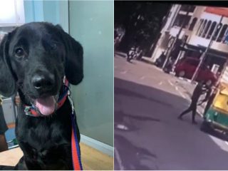 Dog Thief CCTV