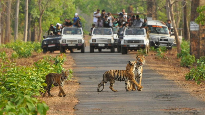 Pench National Park