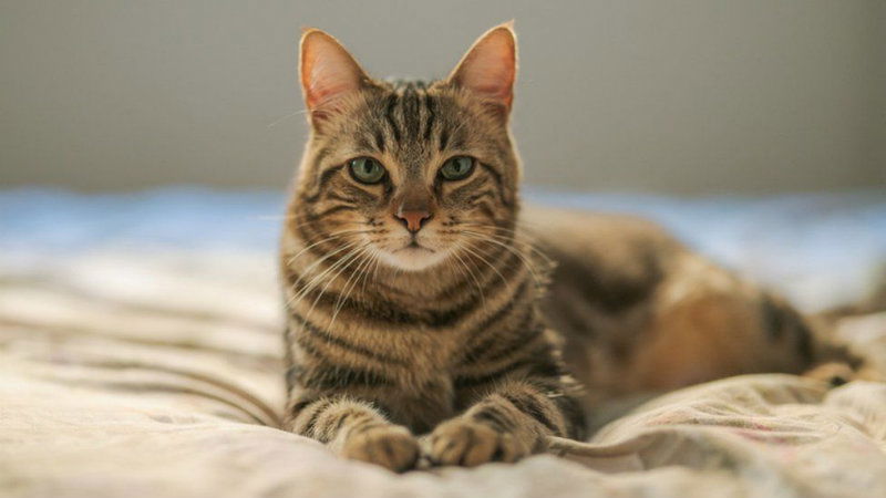 cat 2