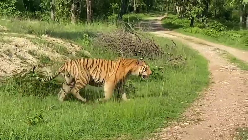 cng tiger 2