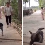 dog blind man