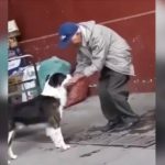 dog old man