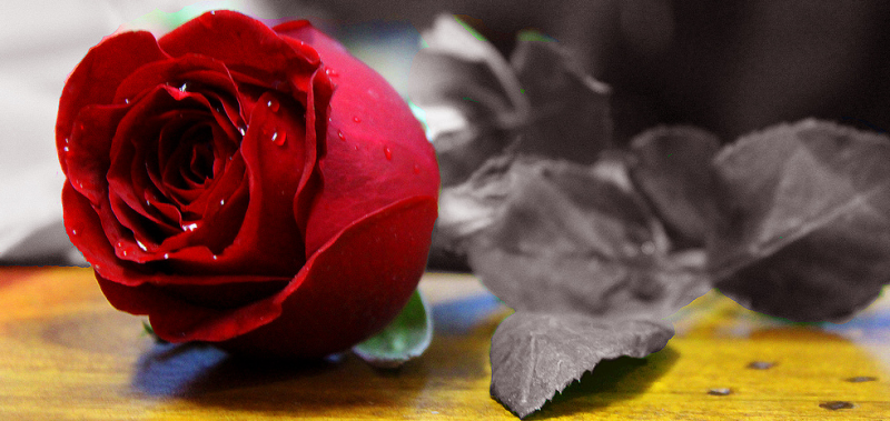 love propose 2