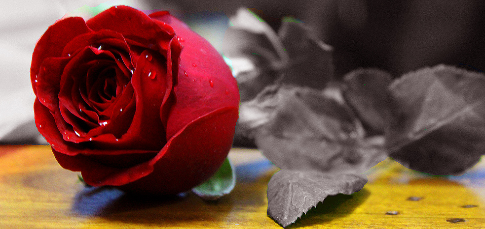 love propose 2