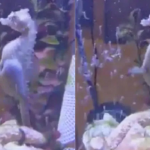 sea HORSE