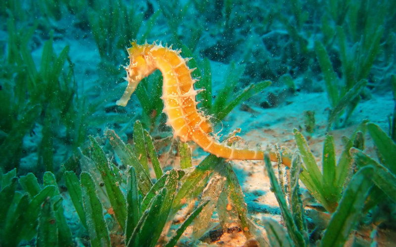 sea horse