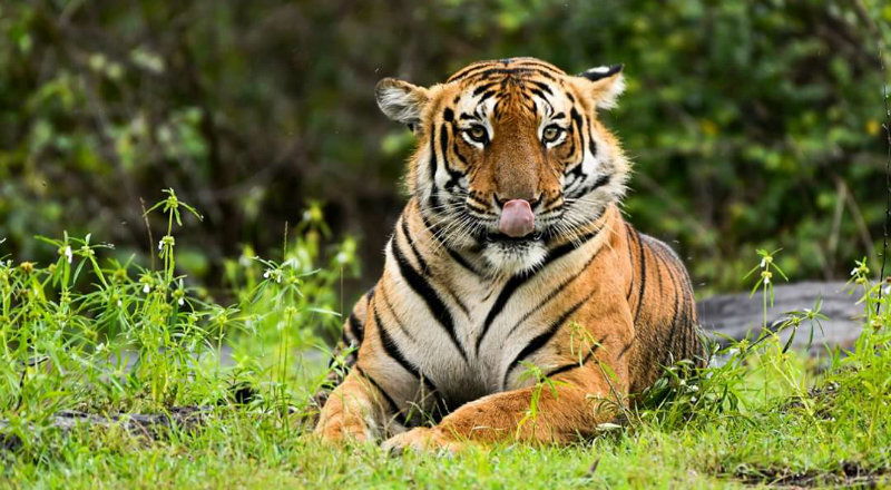 tiger 2