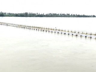 BLY KAMPLI BRIDGE small