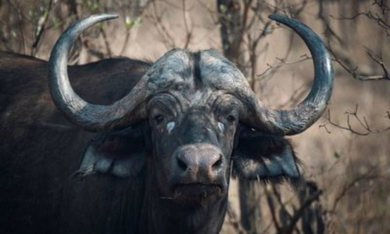 Kerala wild buffalo 2 medium