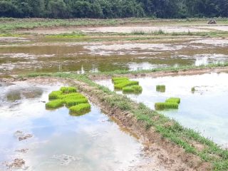 MDK Agriculture Farmers 2