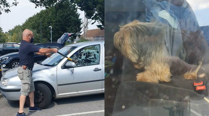 Man smashes car window to rescue dog left inside boiling hot vehicle WATCH