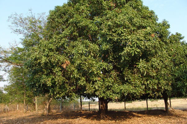 Mango tree