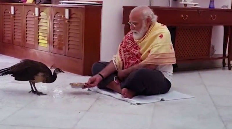 PM Modi peacock 1 medium