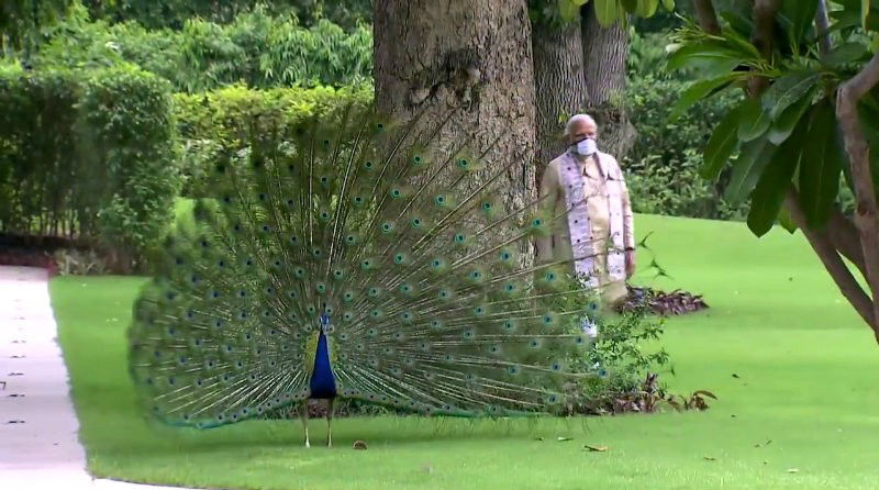 PM Modi peacock 2 medium