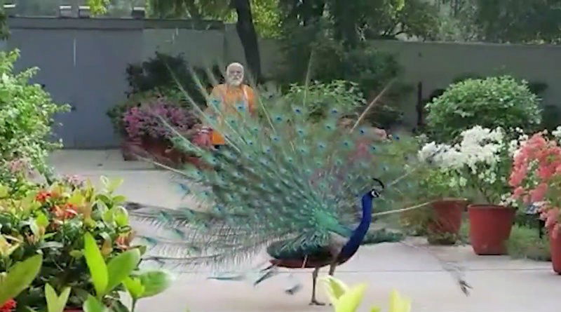 PM Modi peacock 3 medium