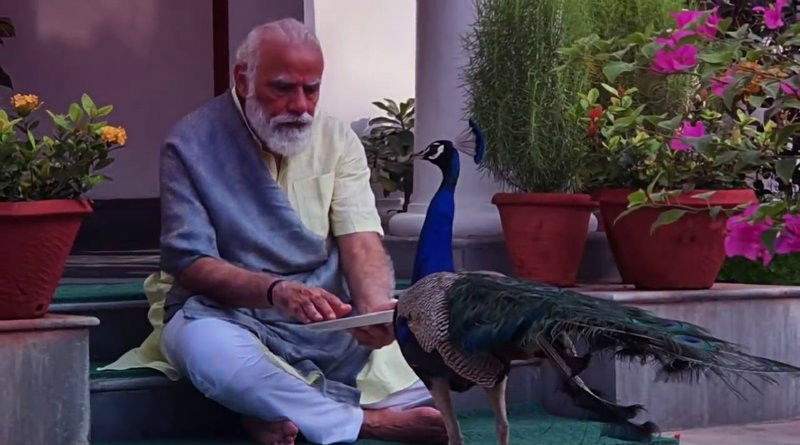 PM Modi peacock 5 medium