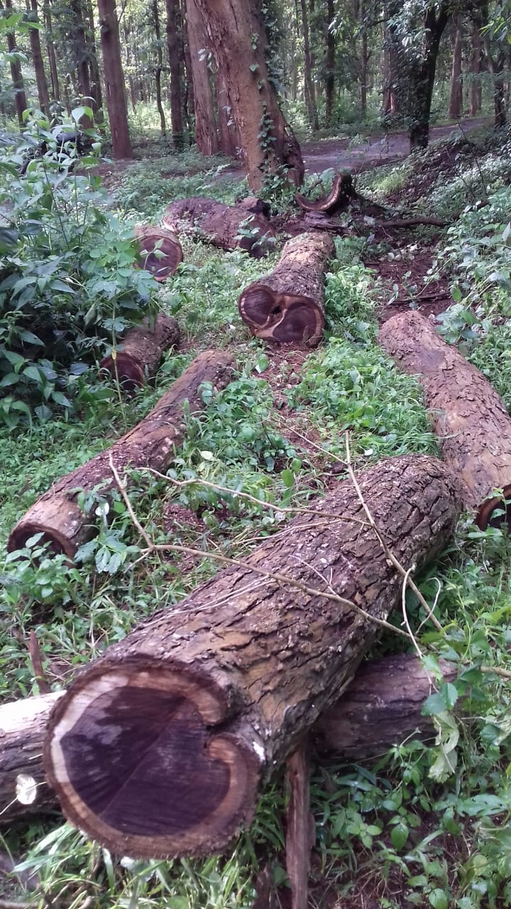 SMG TREE
