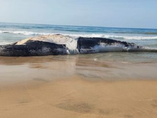 WHALE