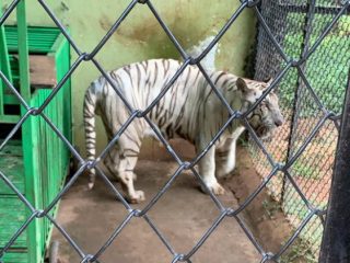 WHITE TIGER