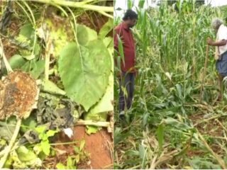 gdg crop loss 2