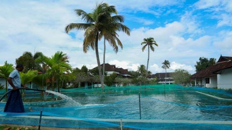 kerala Resort fish pond a