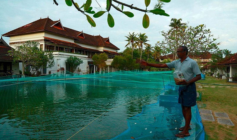 kerala Resort fish pond c