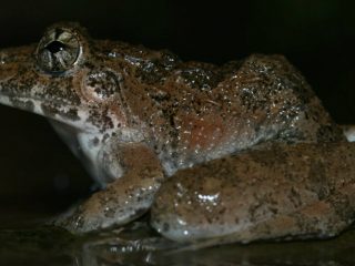 kwr frog