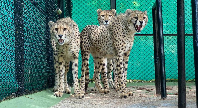 mys cheetah