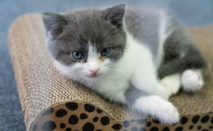 pet kitten