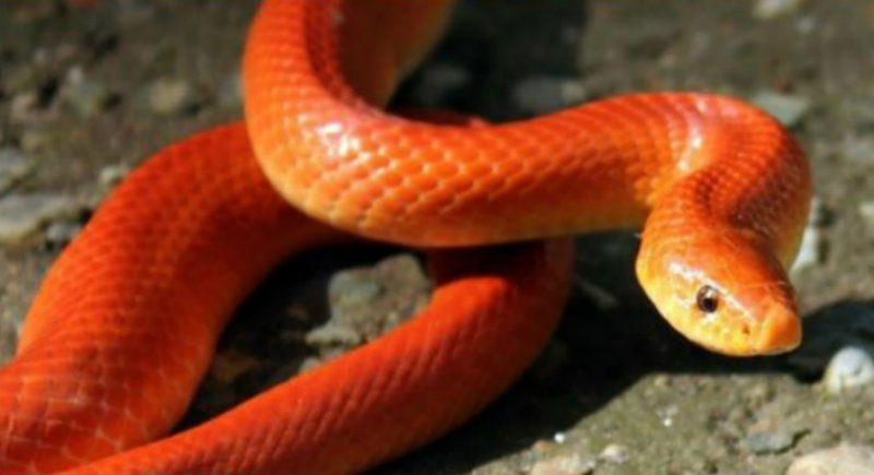 red snake