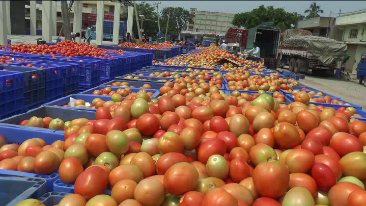 KLR TOMATO 2 20 e1600315527957