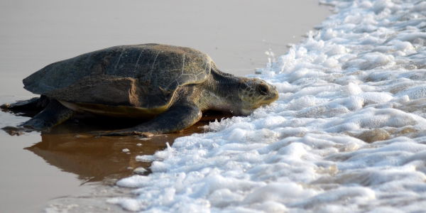 OLIVE RIDLEY TURTLES