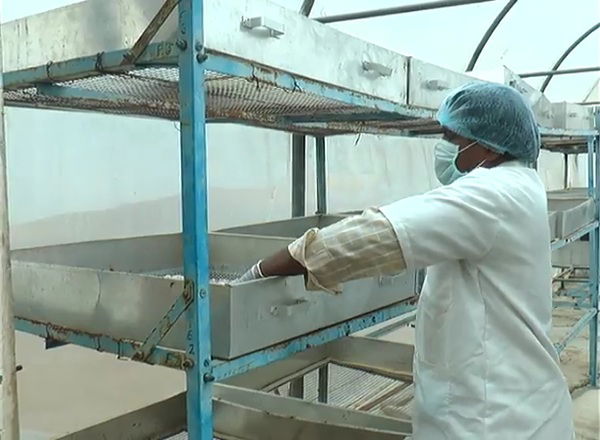 RCR ONION INNOVATION 4