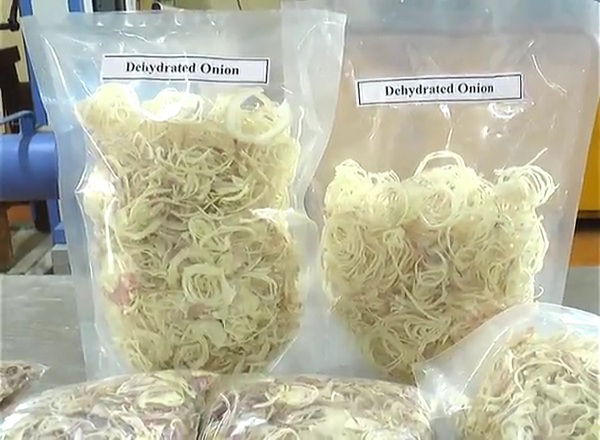 RCR ONION INNOVATION 8