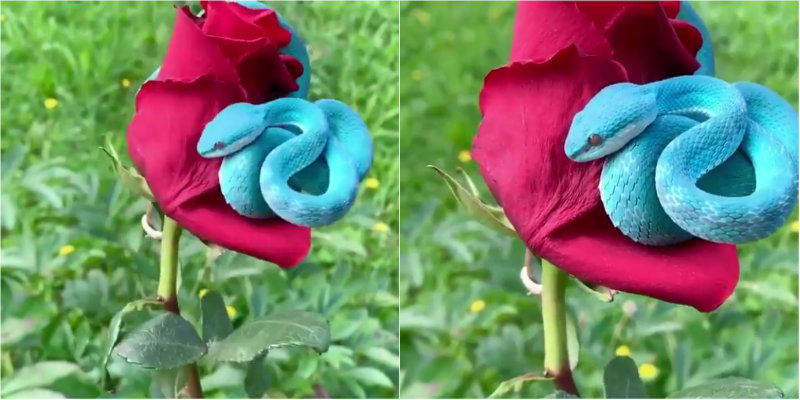 Red Rose Snake 1