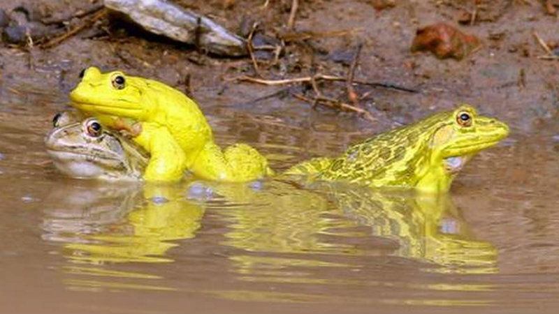 bul frog 2