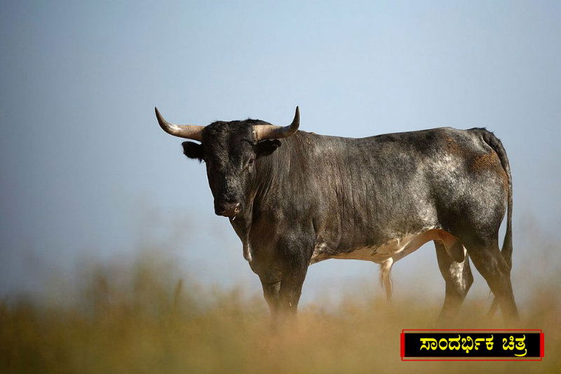 bull 2