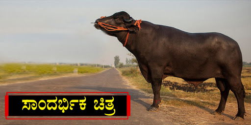bull