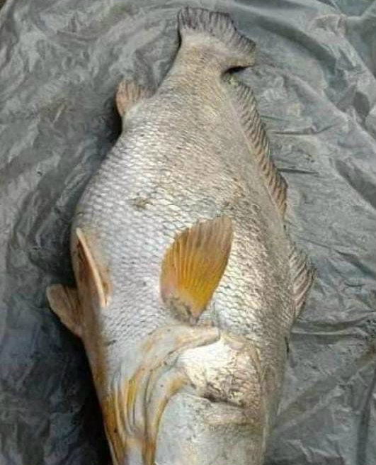 fish 1