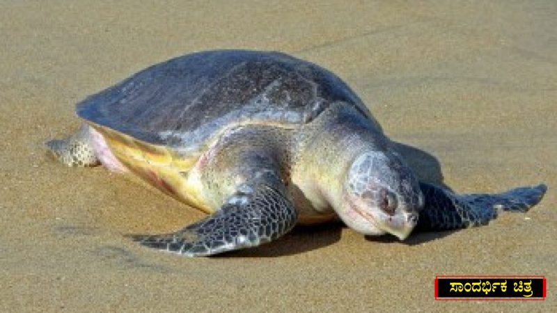 olive ridley sea turtle 1280x720 copy