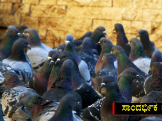 pigeon copy