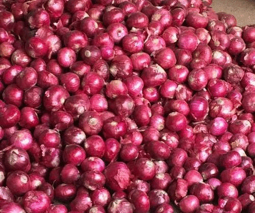 rose onion 500x500 1 e1600510744468