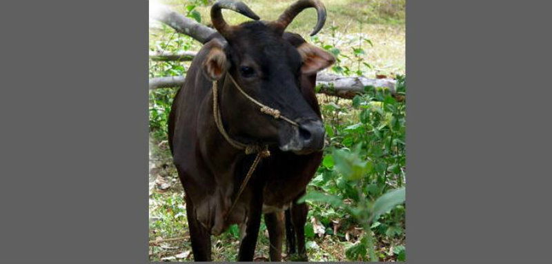 COW 2