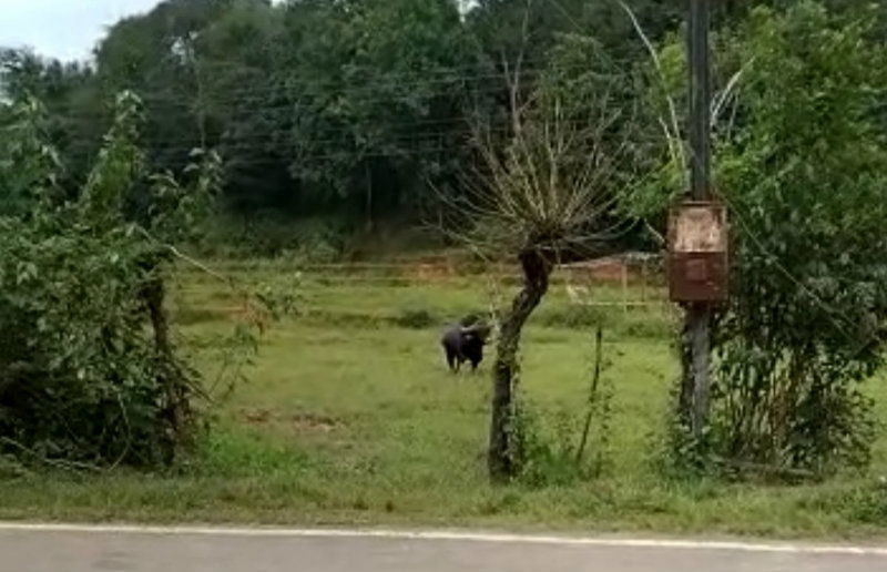 Chikmagaluru Bison 2