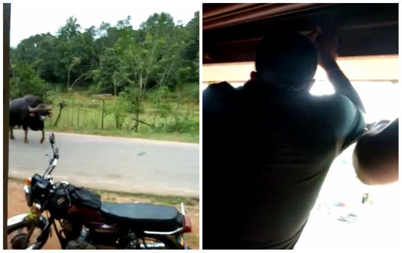Chikmagaluru Bison 4