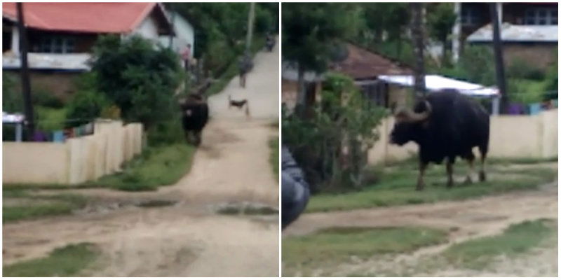 Chikmagaluru Bison 5