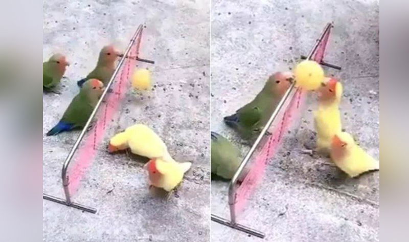 Parrot Volleyball 1