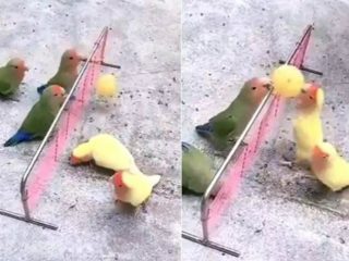 Parrot Volleyball
